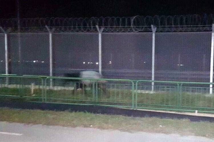Endangered Malayan Tapir Allegedly Swims From Malaysia To Singapore 1