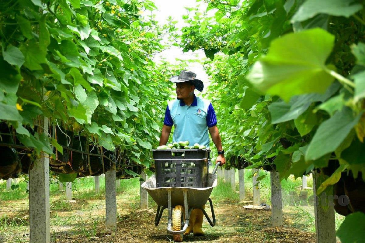 ex navy officer as farmer