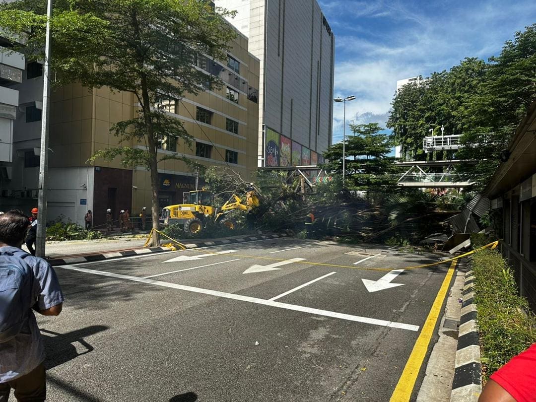fallen tree on jalan pudu
