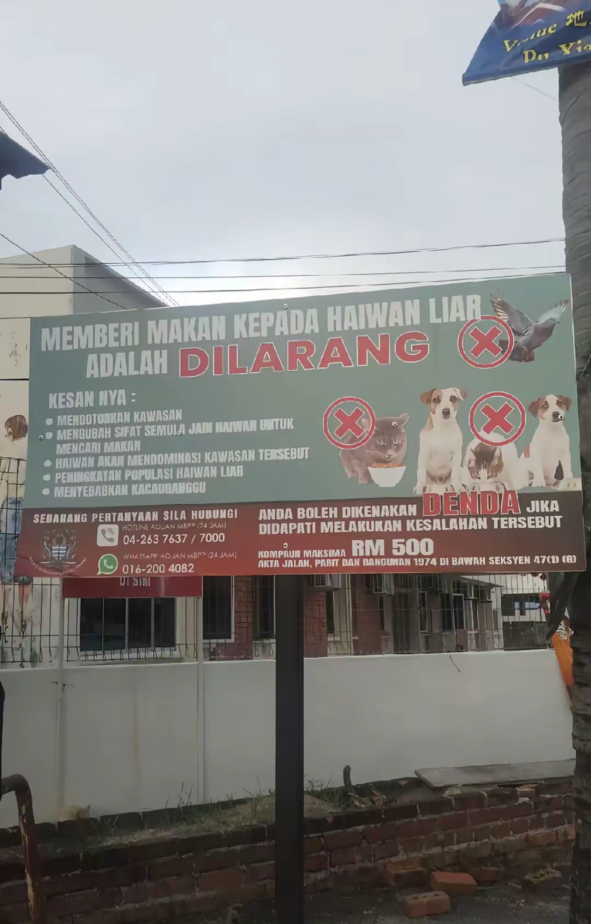 “Feeding Strays Is Wrong?!” - M’sians Split After Penang Signboard Bans Feeding Stray Animals