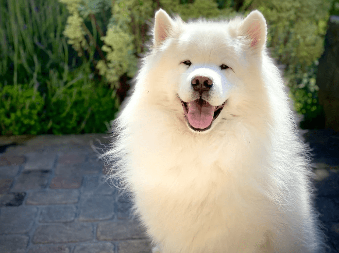 fluffy white dog