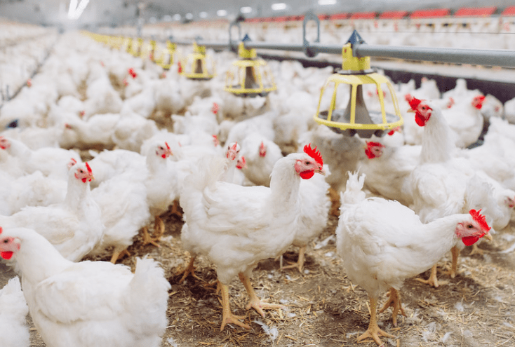Group of chickens