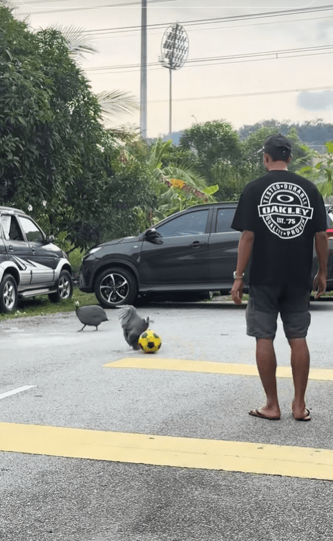 Guinea fowl kicks football