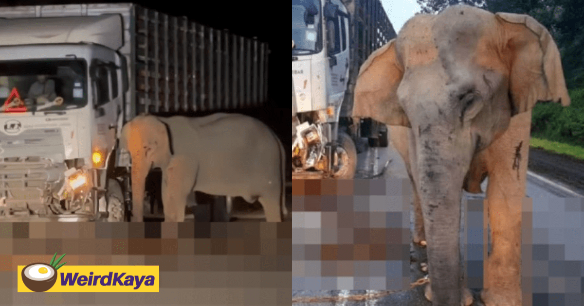 Heartbroken Mother Elephant Stays Beside Dead Calf For 5 Hours Before Being Sedated
