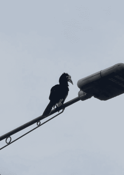 Hornbill chilling