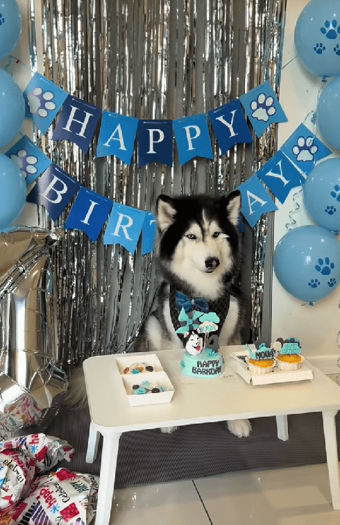 husky birthday celebration