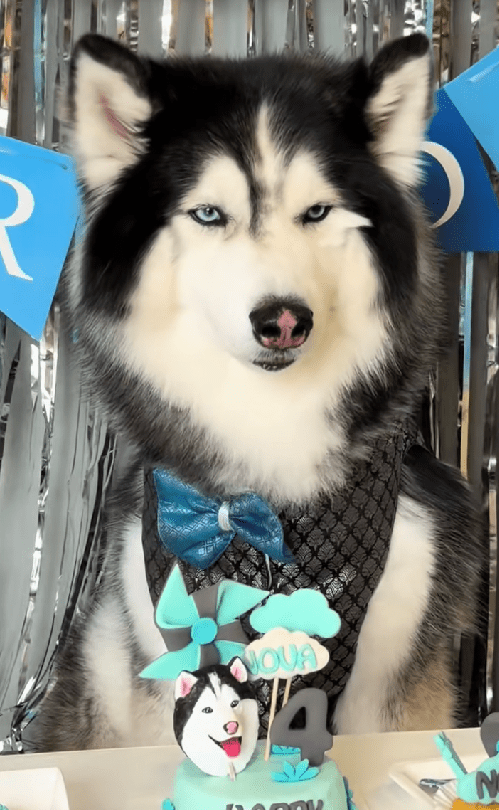 husky looking unamused at his own birthday