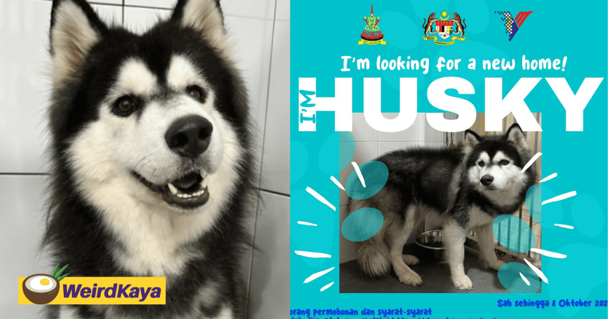 Husky That Was Abused By National Shuttler Now Up For Adoption