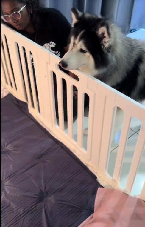 husky waiting at the door