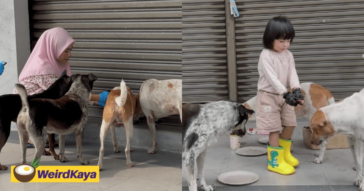 I Was Criticised For Feeding Stray Dogs, But This Is Who I Am & My Kid Will Carry On This Kindness