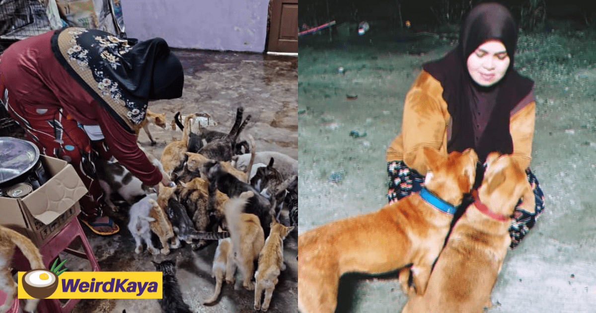 I Was Judged For Rescuing Dogs, But That Didn’t Stop Me. Now, I Sing On TikTok To Take Care 150 Stray Animals