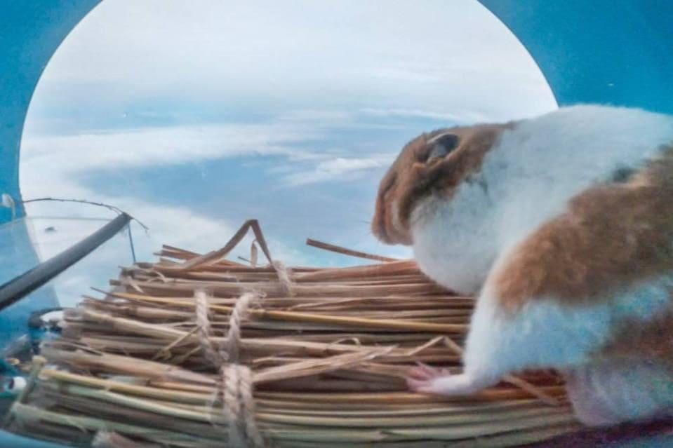 Hamster Safely Returns From Trip To Stratosphere On A Balloon | Weirdkaya Hamster successfully returns from trip to stratosphere on a balloon