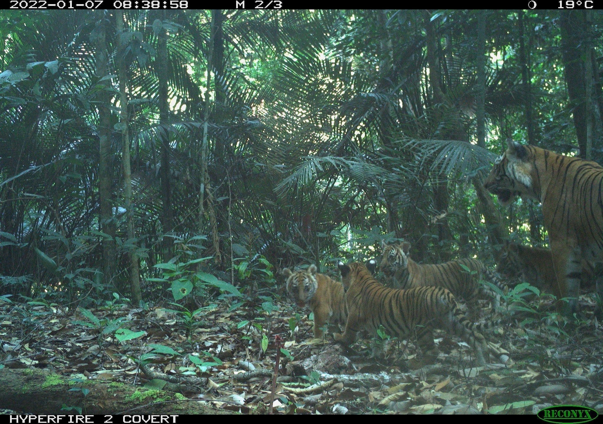 Four Malayan Tiger Cubs Spotted In Perak Forest, Bringing Newfound Hope For Its Survival | Weirdkaya Four malayan tiger cubs spotted brings hope to the species that are facing extinction