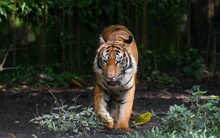 Four malayan tiger cubs spotted brings hope to the species that are facing extinction