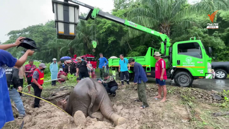 [video] elephant mother and calf rescued from manhole dramatically in thailand