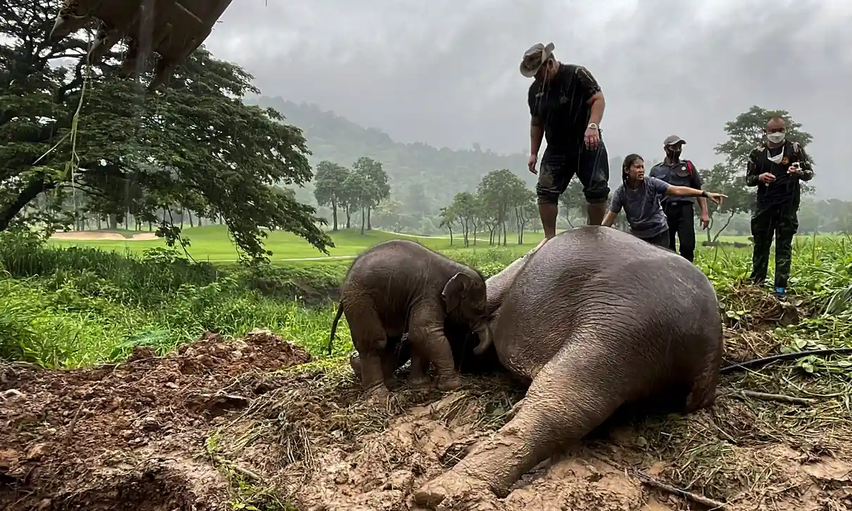 [video] elephant mother and calf rescued from manhole dramatically in thailand