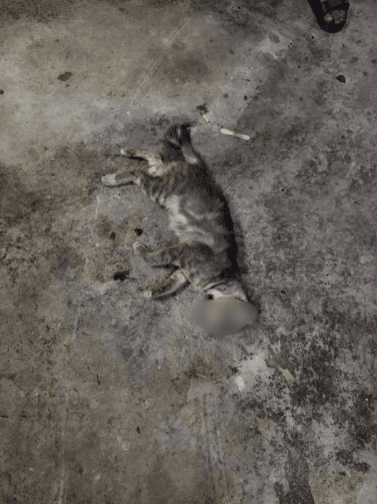 cat abuser kills strays at ampang apartment thrown cat