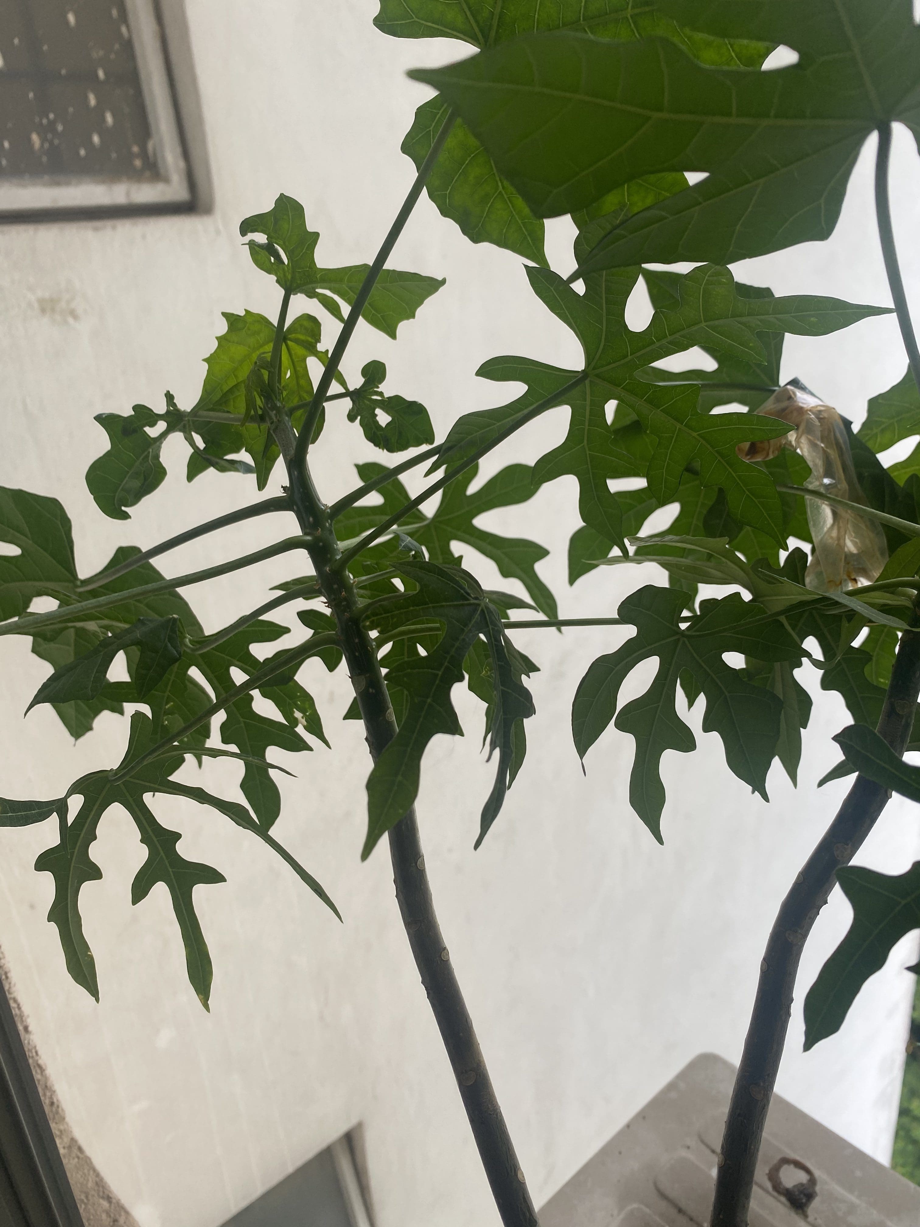 M'sian Woman Horrified To Find Used Condom Being Thrown Onto Her Tree At Condo