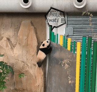 baby panda