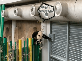 baby panda