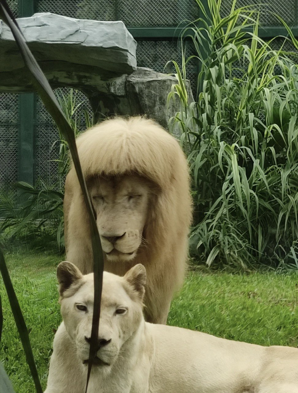 Lion with stylish fгinge spotted at Guangzhou Zoo, staff denies gгooming its mane | WeiгdKaya