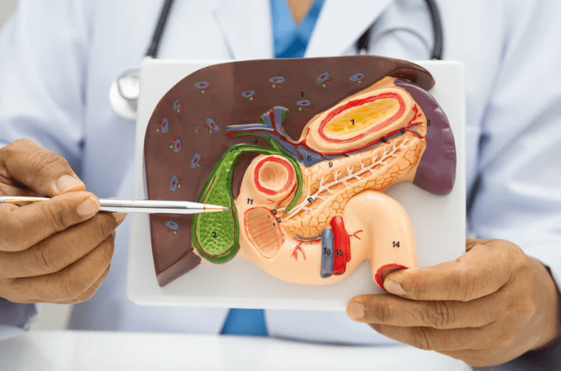doctor with diagram of stomach