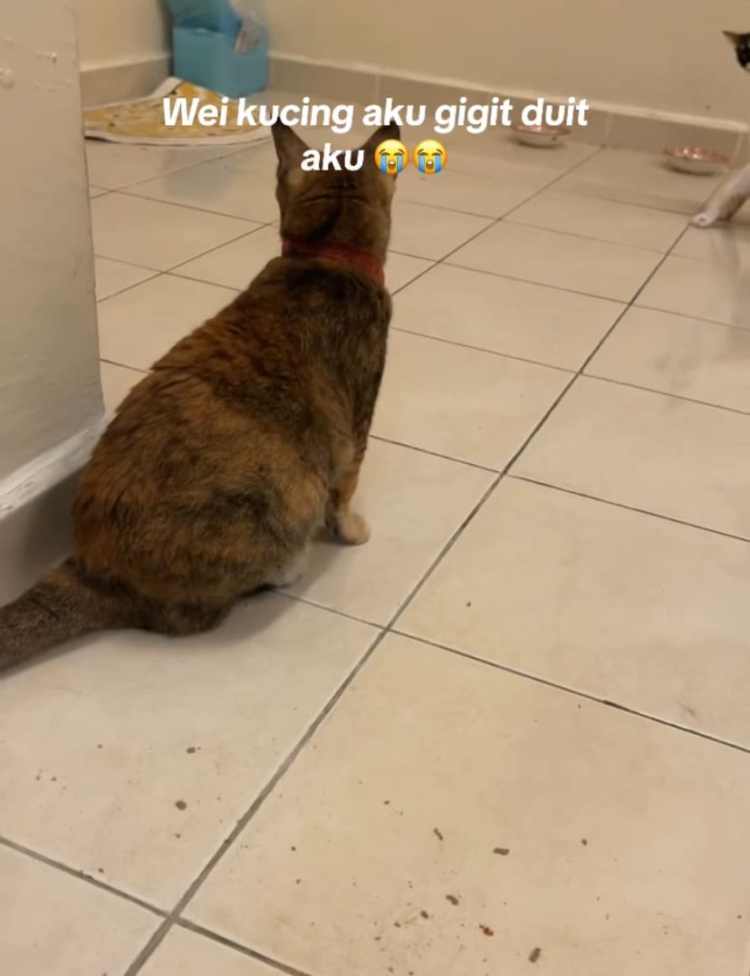 Cat sitting