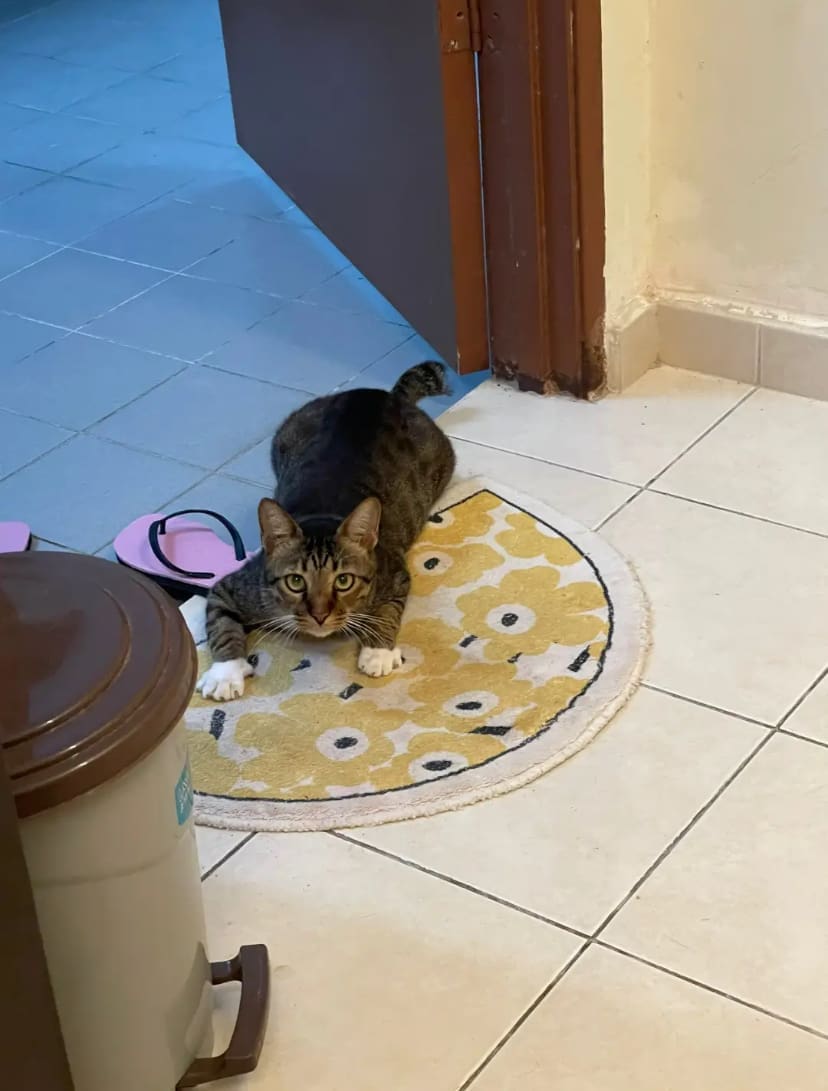 Cat on a rug