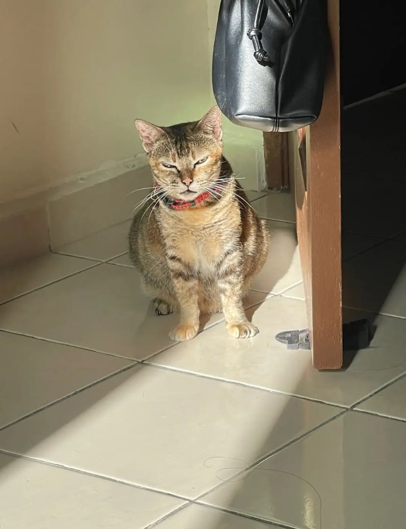 cat