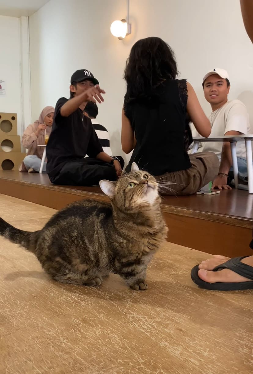 munchkin cat 