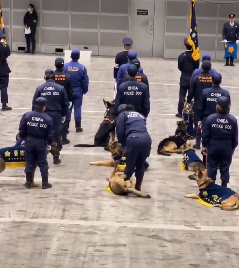 Japanese police dog laying around cozily