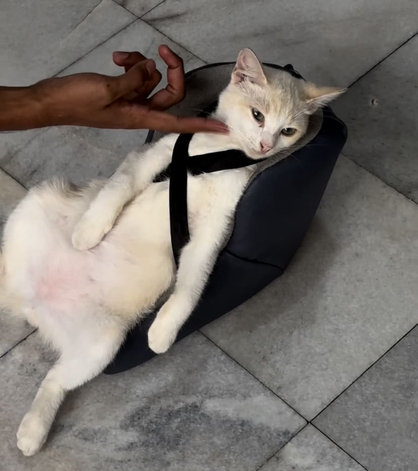 DIY cat car seat
