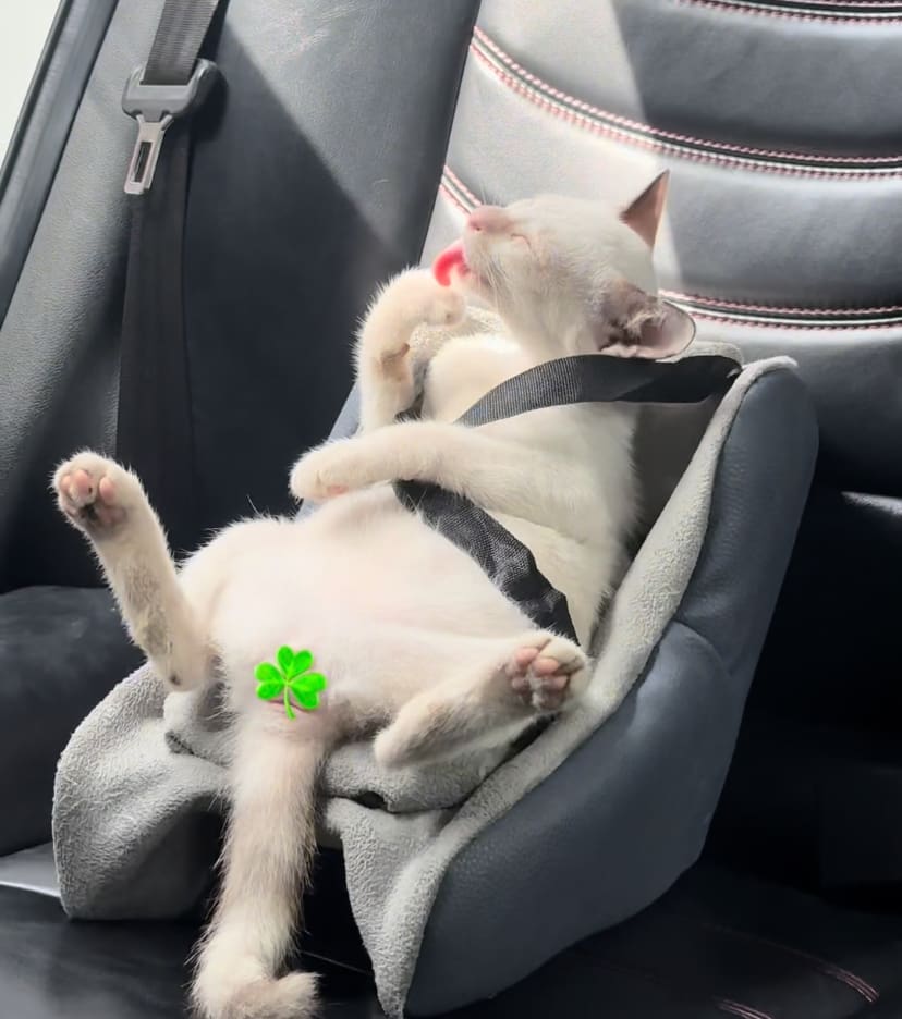 DIY cat car seat