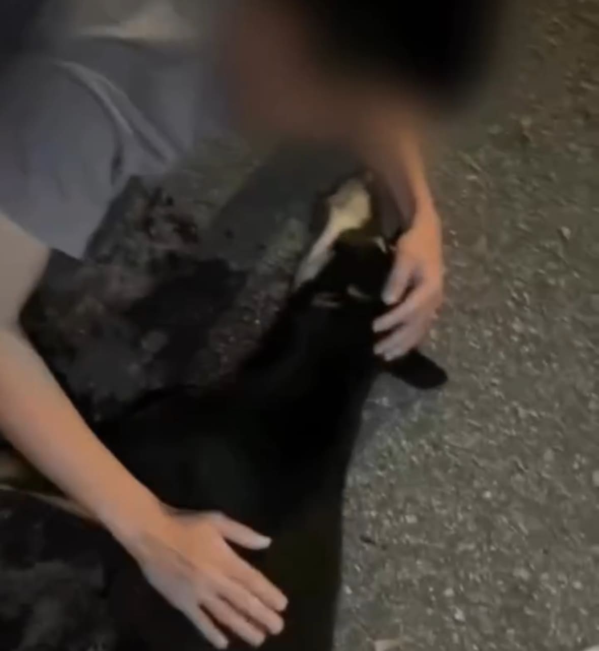 justice for kopi, kopi the dog was shot in terengganu