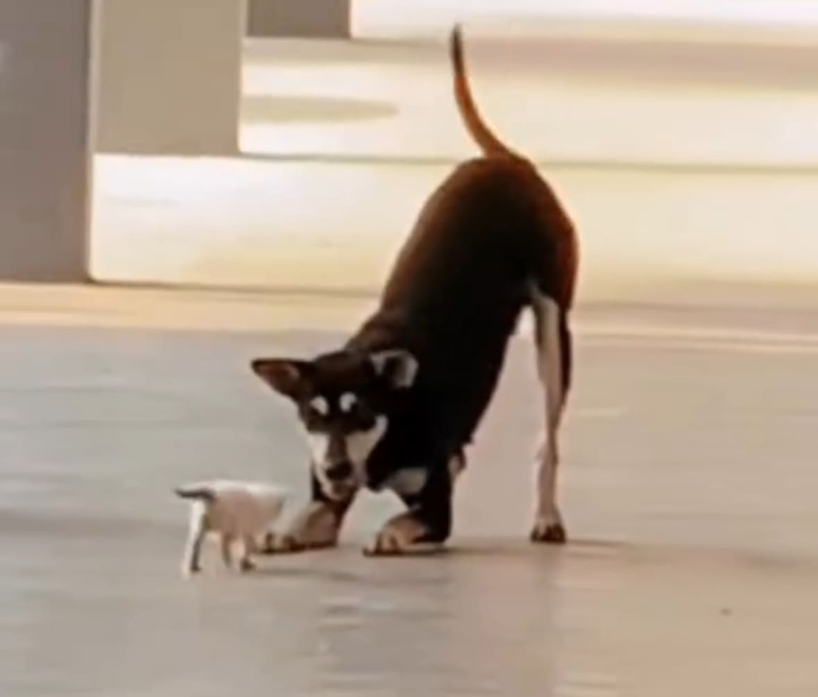 Justice for Kopi