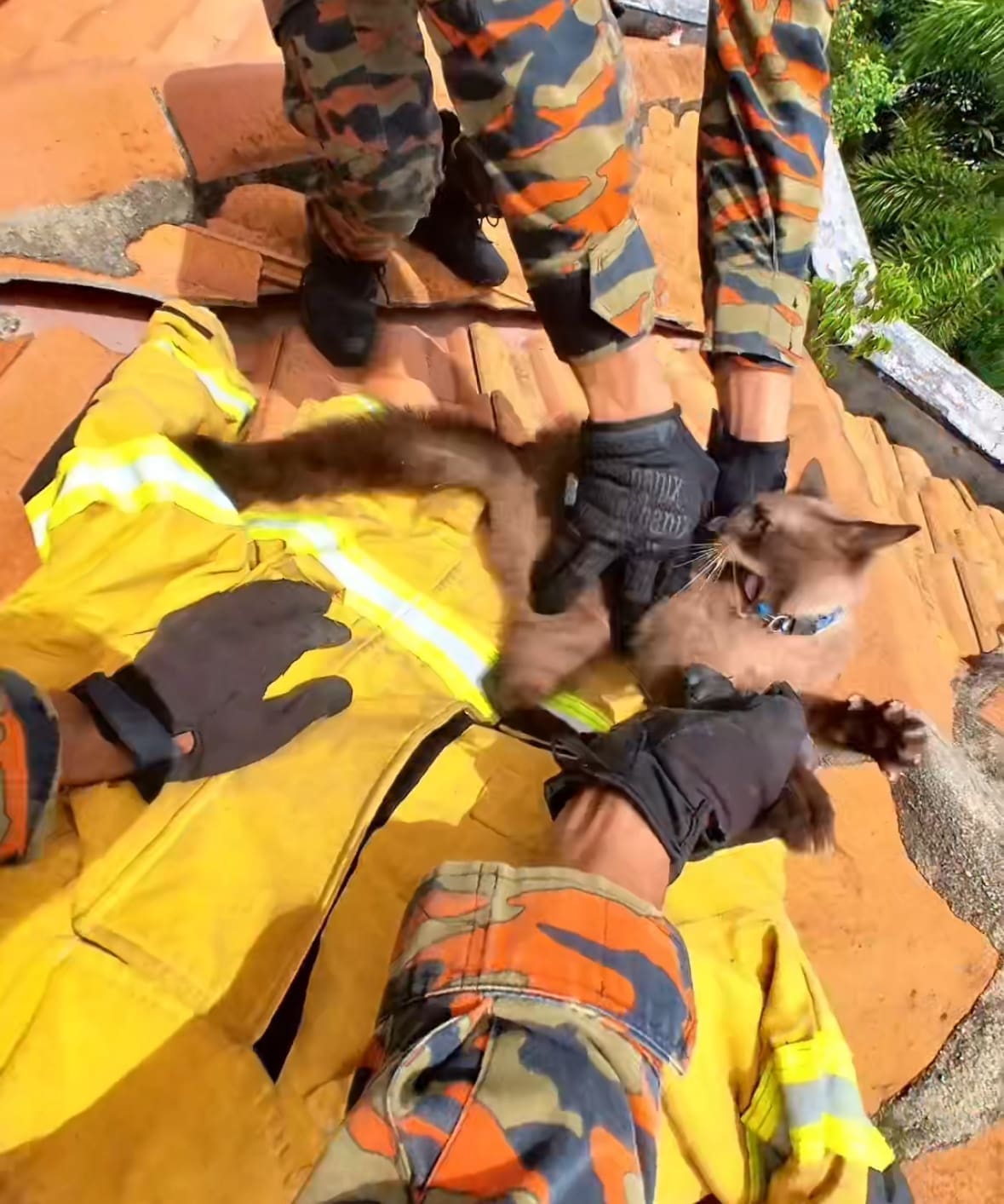 Abang Bomba Rushes To Save Cat Stuck On Roof, Only To Be Bitten Before It Leaps Off Casually