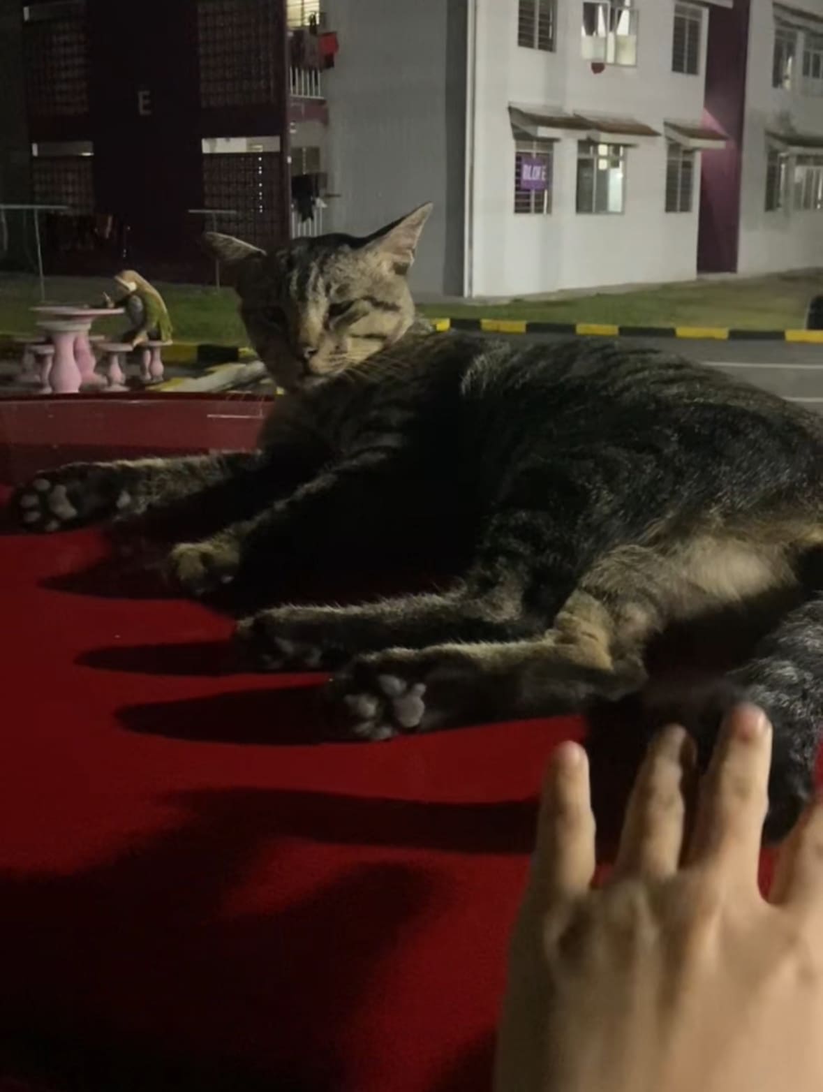 'Sis, Don’t Test Me' – Cat Swats Phone After M’sian Woman Pokes Its Tail