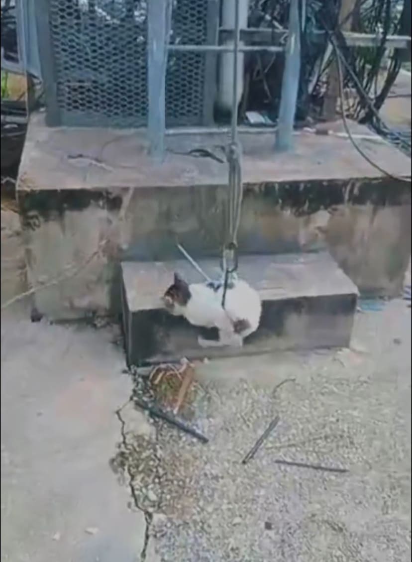 cat roped at telecommunication tower