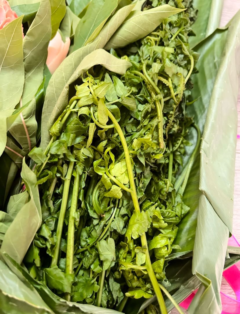 pucuk paku