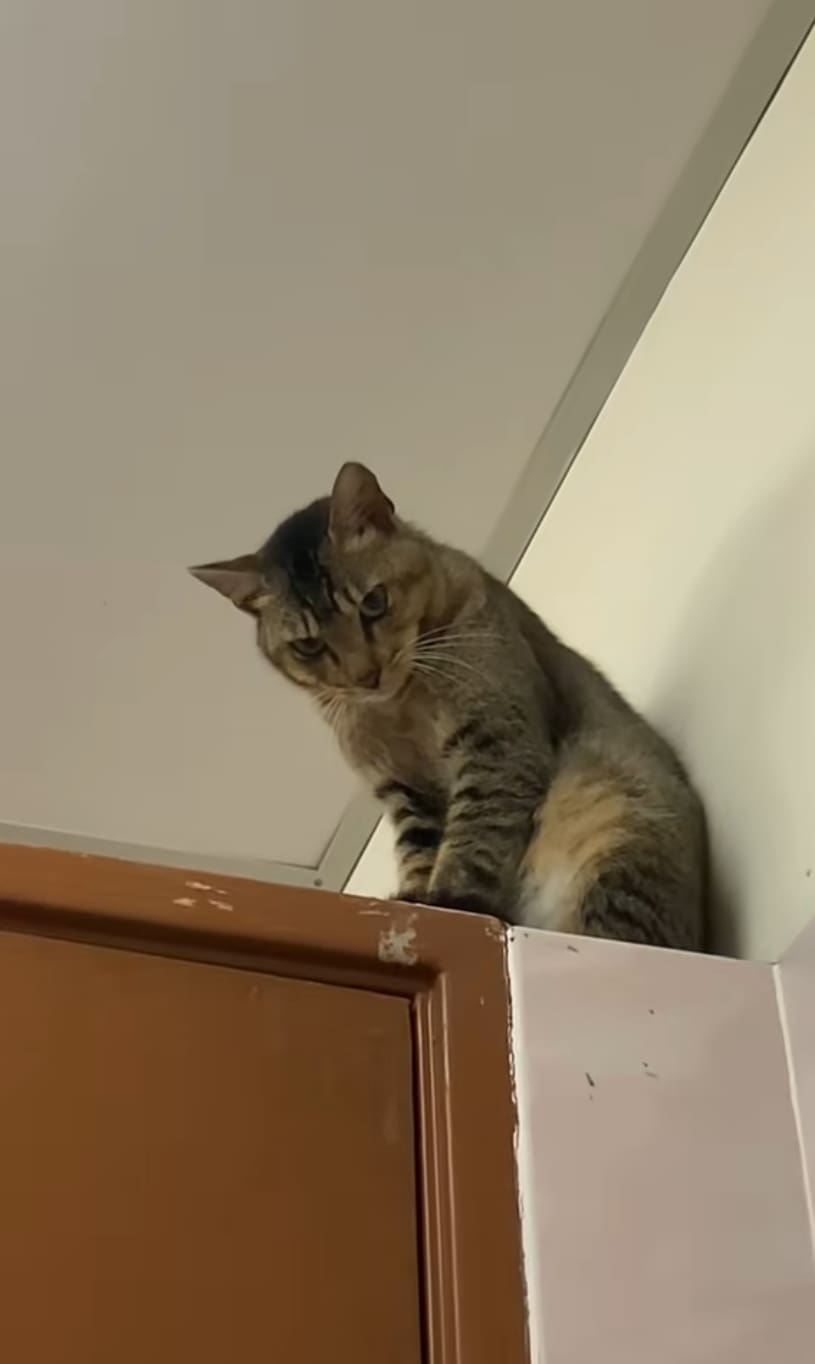 cat staring from the top of the door