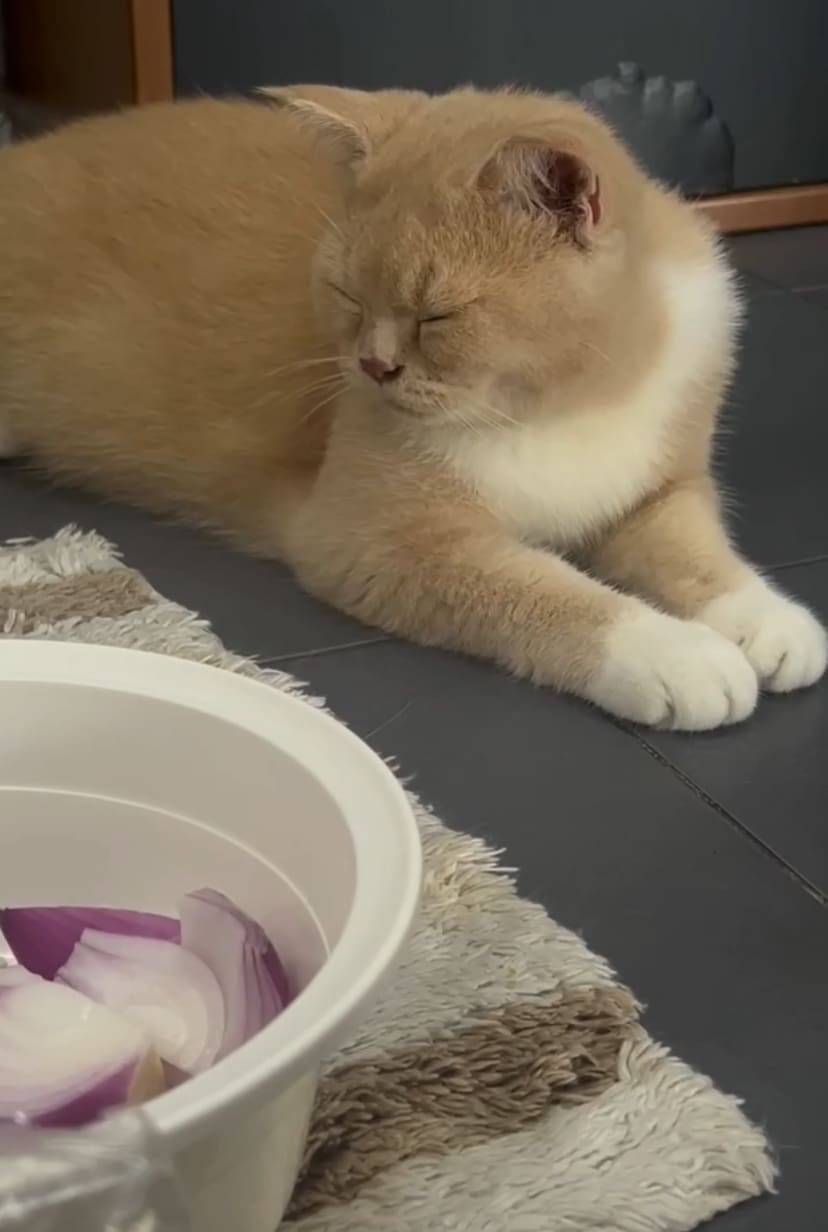 Oyen sits near onion