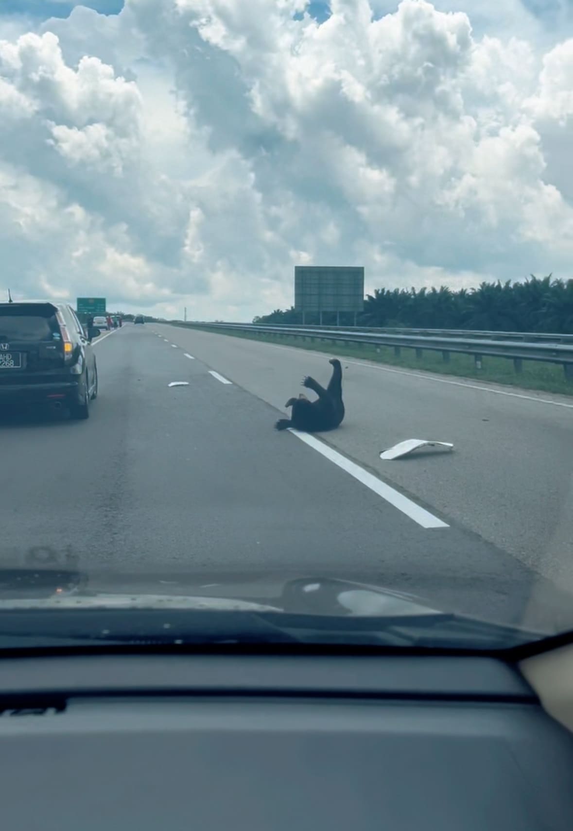 baby bear spotted at LPT Kuantan