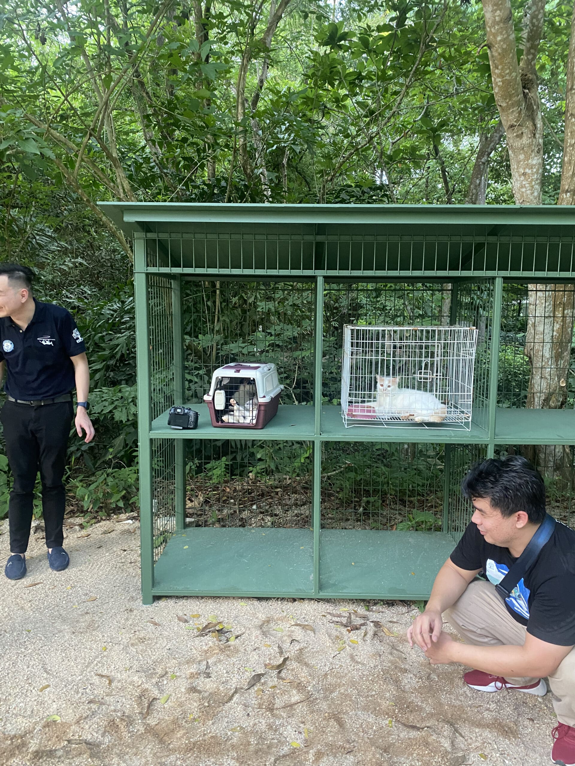 Cats at ESCAPE Penang