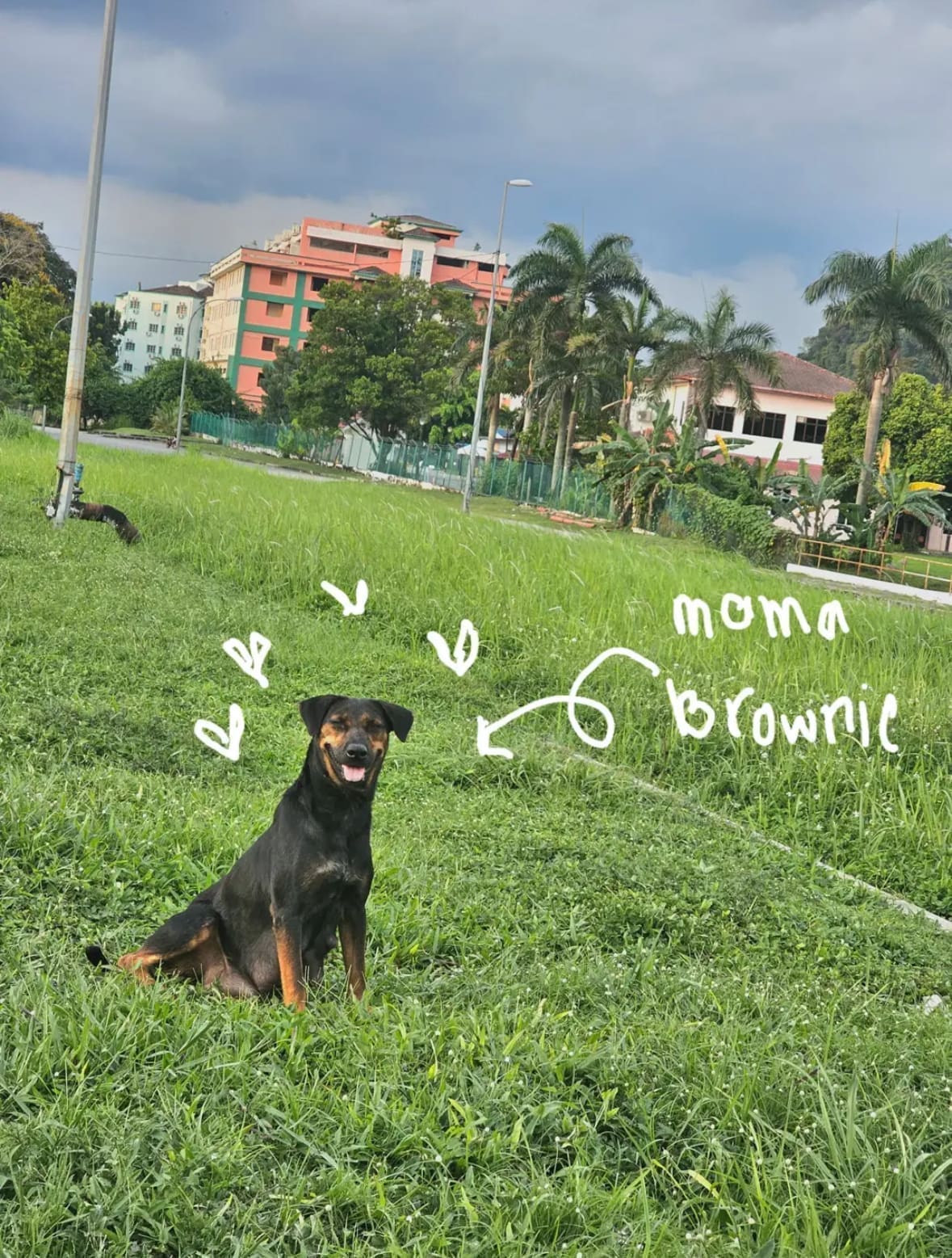 M'sian Woman Feeds And Nurses Wounded Stray Puppies, Touches Hearts Online