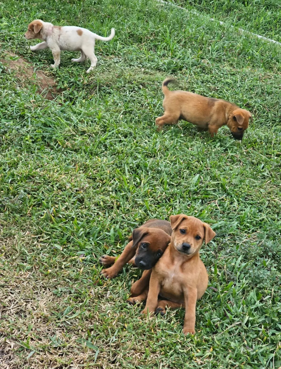 M'sian Woman Feeds And Nurses Wounded Stray Puppies, Touches Hearts Online