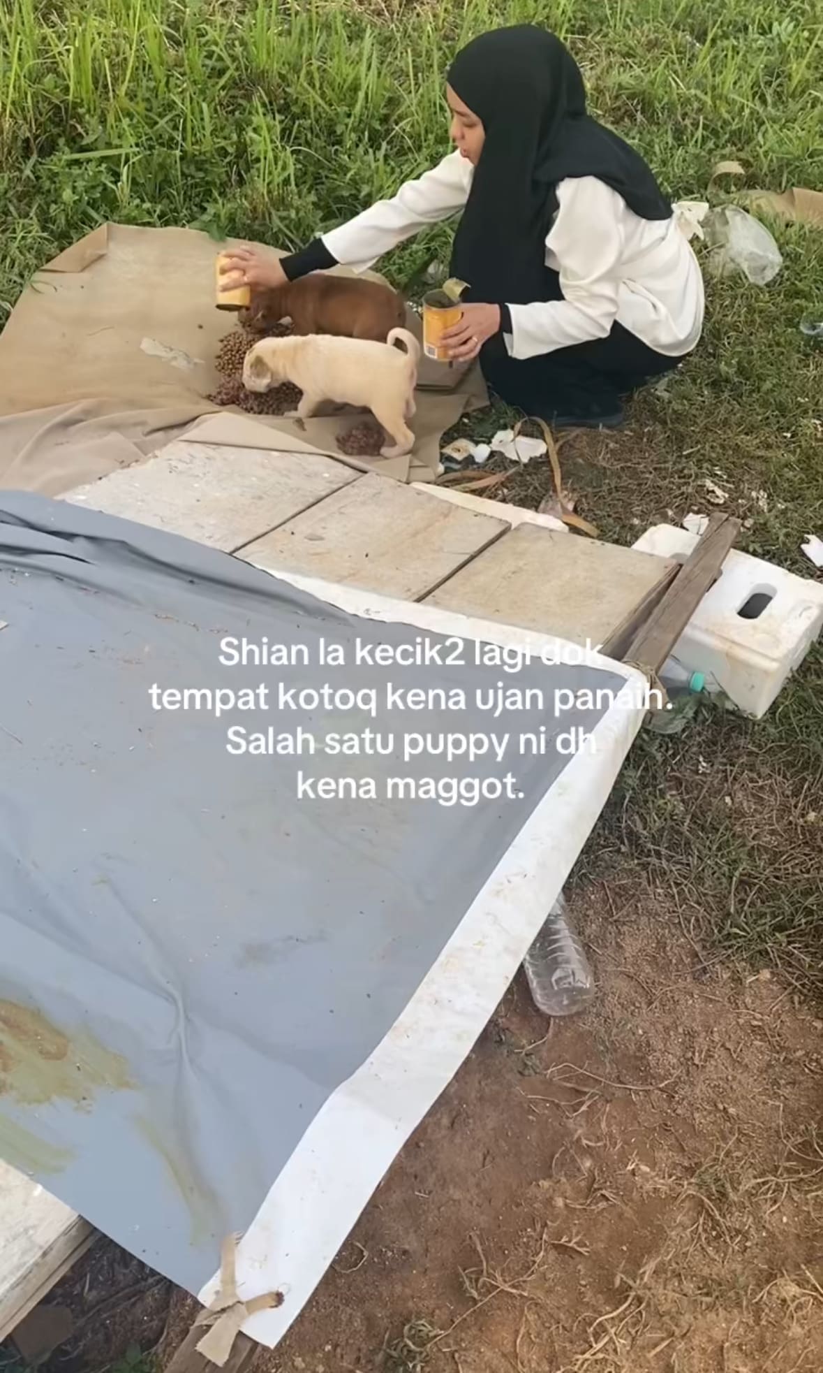 M'sian Woman Feeds And Nurses Wounded Stray Puppies