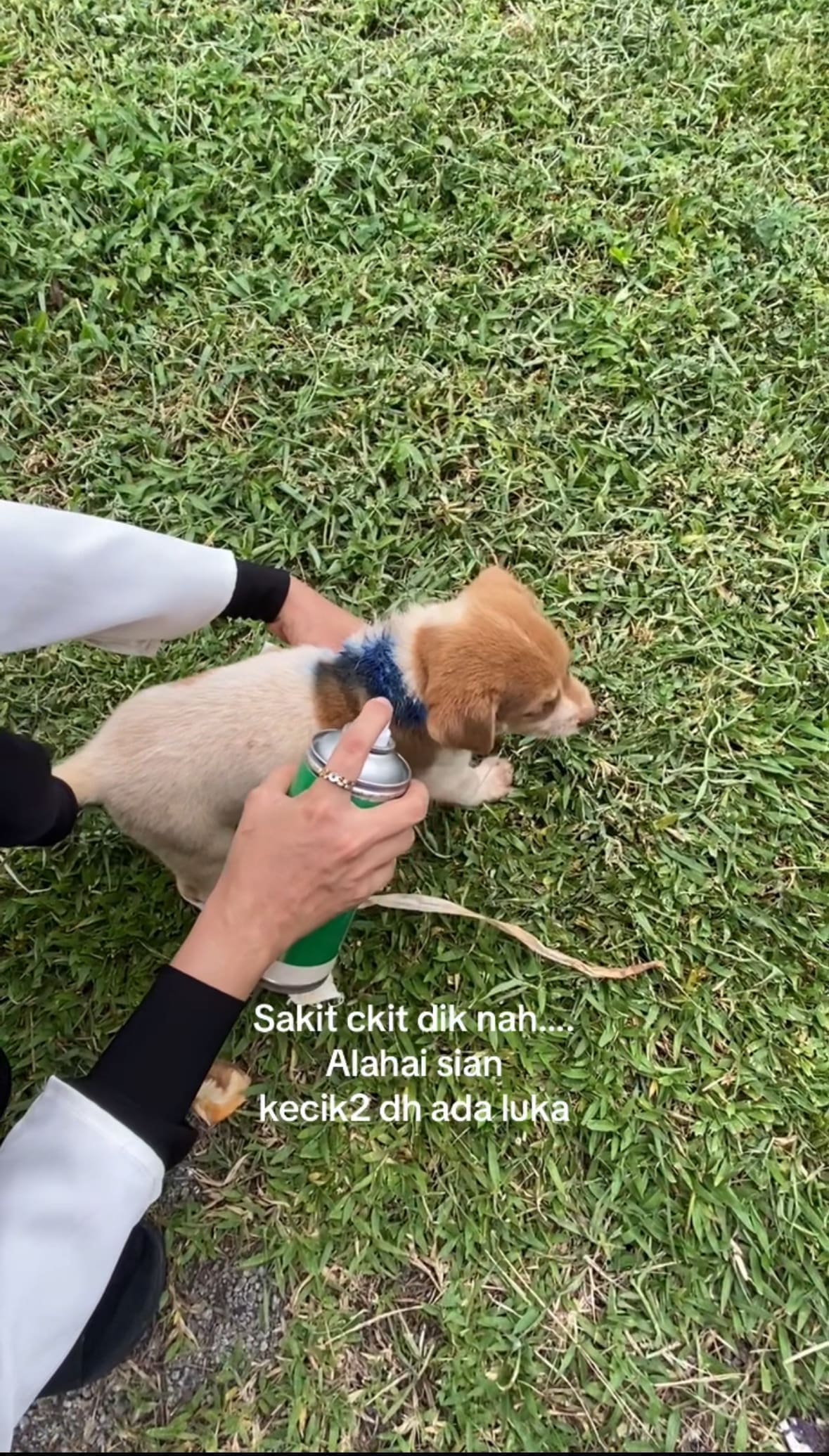 M'sian Woman Feeds And Nurses Wounded Stray Puppies, Touches Hearts Online