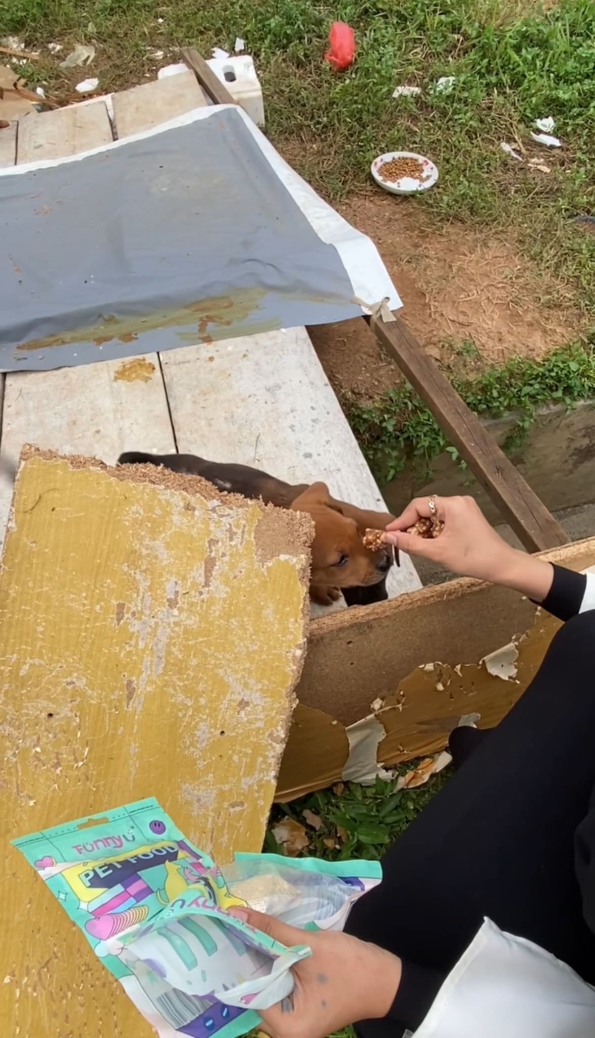 M'sian Woman Feeds And Nurses Wounded Stray Puppies, Touches Hearts Online