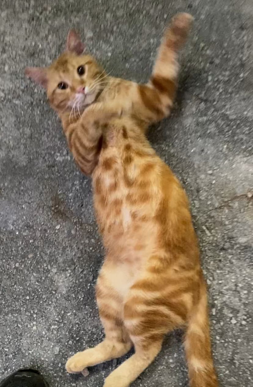 Oyen relaxing