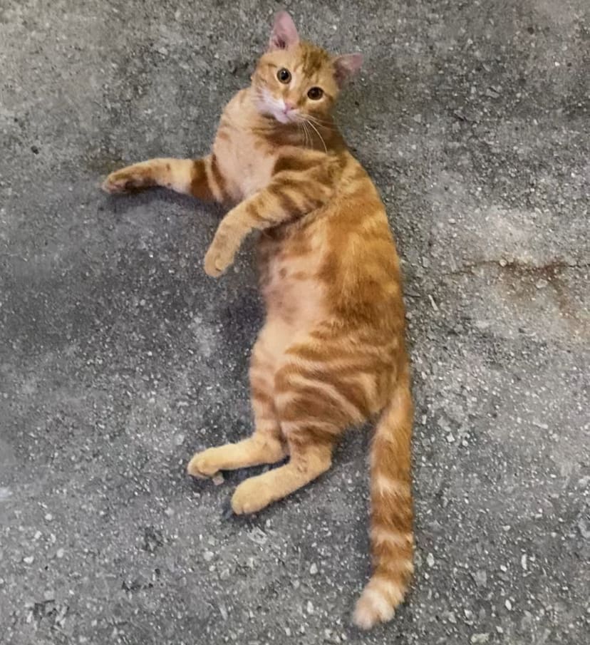 Oyen relaxing